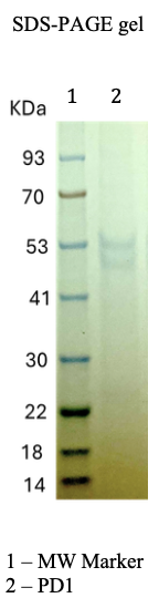 Recombinant Human PD-1 Recombinant Human PD-1